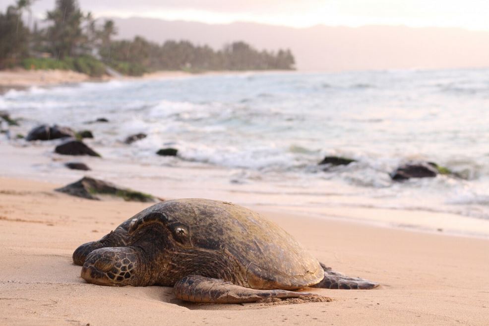 Turtle Watching